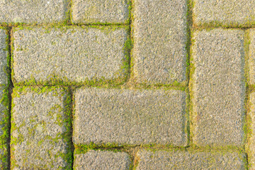 Full Frame of Natural Mossy Geometric Paving Background