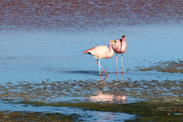 James's flamingos in the colorful lagoon, Bolivia