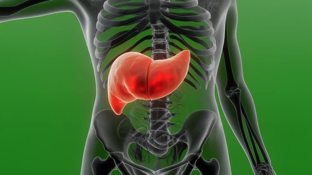 Liver Anatomy Illustration - A Detailed Look at the Human Liver.
