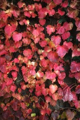 red leaves background