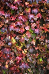 Colorful ivy leaves on a wall in autumn, close up