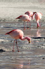 James's flamingos in the colorful lagoon, Bolivia