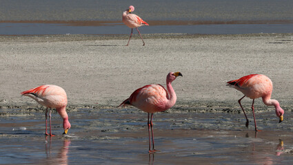 James's flamingos in the colorful lagoon, Bolivia