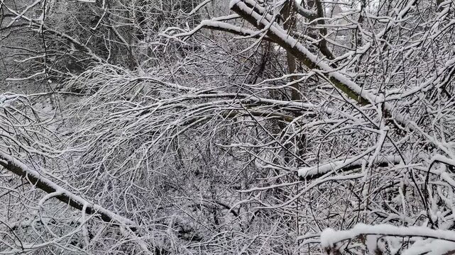 A serene winter forest landscape with tree branches thickly covered in fresh snow. The camera captured a tranquil natural landscape with intricate frost patterns, soft white textures