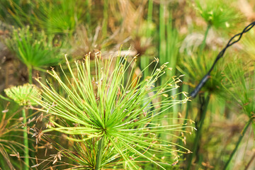 Radial green leaves of Cyperus papyrus radiate from a central stalk in a lush outdoor environment, showcasing botanical symmetry and vibrant texture.