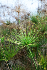 Radial green leaves of Cyperus papyrus radiate from a central stalk in a lush outdoor environment, showcasing botanical symmetry and vibrant texture.