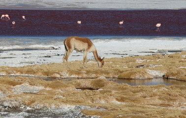 Naklejka premium Vicunas near Laguna Colorada, Bolivia