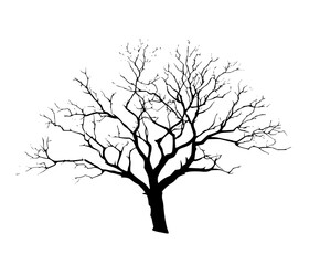 Obraz premium Elegant Solitude: Stark Contrast Bare Branches Snowy Tranquility | Clean, isolated vector art for creative projects.