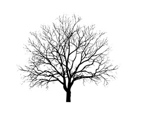 Obraz premium Black White Silhouette Tree Standing Alone Winter | Clean, isolated vector art for creative projects.