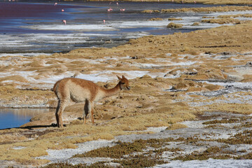 Naklejka premium Vicunas near Laguna Colorada, Bolivia