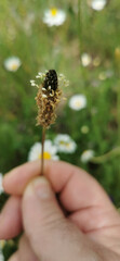 Person Holding Delicate Wildflower in a Natural Setting