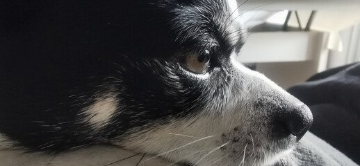 A black and white dog sprawled on a cozy blanket, embodying tranquility and contentment in its serene pose