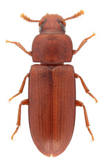 Red flour beetle (Tribolium castaneum) in family Tenebrionidae, darkling beetles. worldwide pest of stored products, particularly food grains, and a model organism for research.