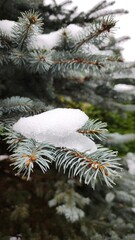 snow covered pine tree