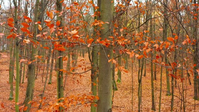 Beech forest at the end of October. Colorful harmony of nature in autumn.