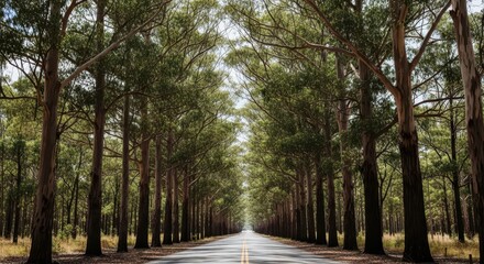 Eucalyptus tunnel creating a majestic passage along an endless country road