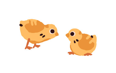Happy chickens play together. Cute baby roosters have fun. Funny yellow chicks. Little farm animals, homestead birds' children. Poultry's kids. Flat isolated vector illustration on white background.
