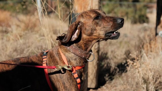 Profile shot of a search and rescue brindle coonhound, barking loudly while wearing an orange harness outside on a sunny, dry day.