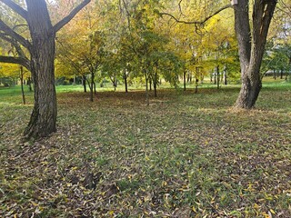 Autumn Park with Yellow Leaves and Sunlight
