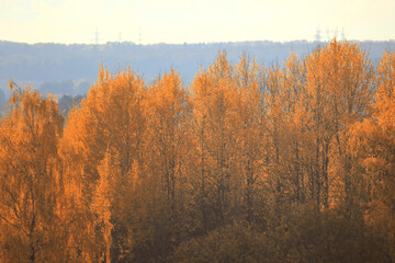 Fototapeta premium yellow birch trees background of autumn landscape with trees in bright color change