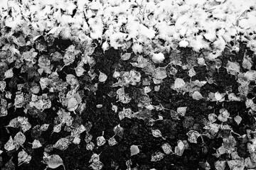 autumn fallen leaves background black and white photo