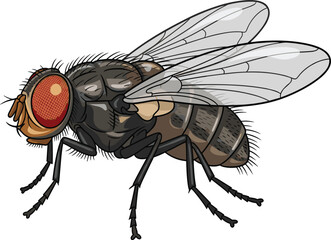 Housefly vector illustration, insect anatomy, detailed fly drawing, compound eyes, transparent wings, entomology reference, biological study, pest control, educational graphic