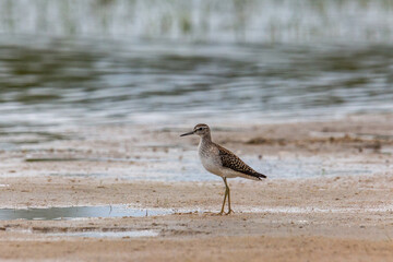 Wood sandpiper on a sandy shore near the water