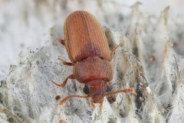 Typhaea stercorea is a cosmopolitan species of beetle of the family Mycetophagidae, known by the common name hairy fungus beetle.