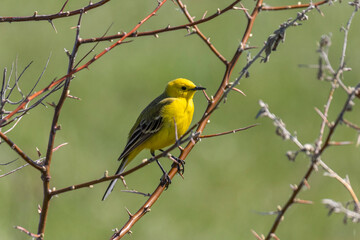 Citrine wagtail sitting on a tree branch