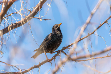 An adult starling sits on a tree branch in spring