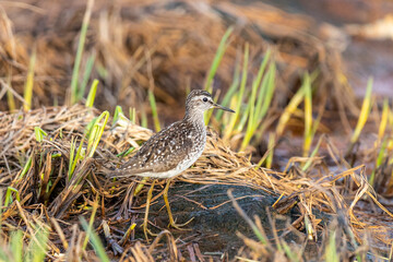 Wood sandpiper on a summer day stands among the grass