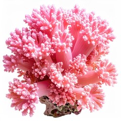 Fototapeta premium Close-up of a vibrant pink coral