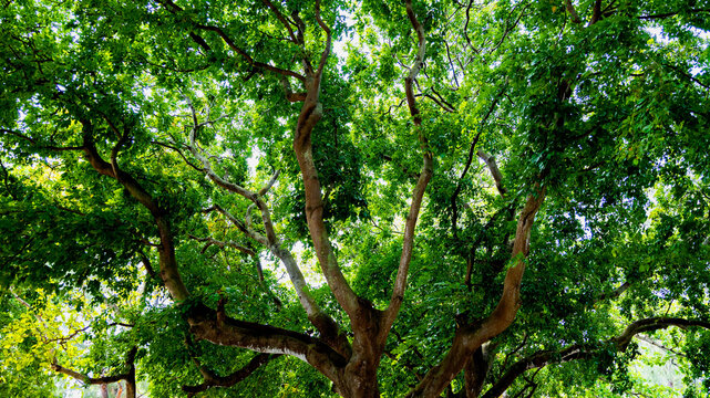 Looking up view of tree trunk to green leaves of tree in forest with sun light. Fresh environment in green woods - Powered by Adobe