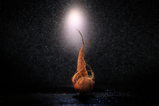 Carrot on a black background, art photo, scary Halloween card