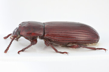 Uloma culinaris is a species of darkling beetle. Adult specimen in side view against a white background. Male.