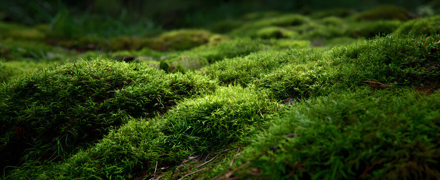 lush soft green moss creating a vibrant plush natural cushioned ground layer - Powered by Adobe