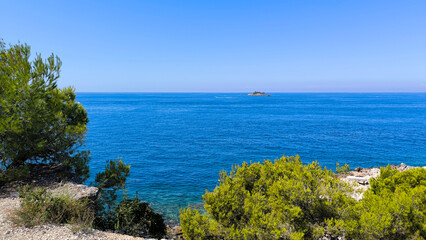 pine trees growing on the rocky coastline by the Adriatic sea in Rovinj