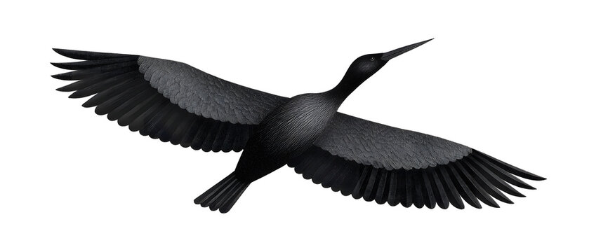 The bird soars aloft with wings fully extended.