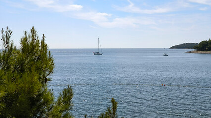 pine trees growing on the rocky coastline by the Adriatic sea in Rovinj
