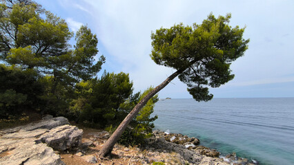 leaning pine trees by on the coastline of the Adriatic sea