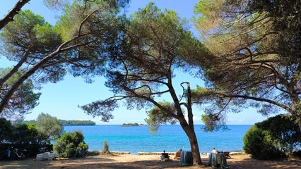 pine trees growing on the rocky coastline by the Adriatic sea in Rovinj