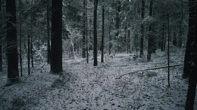 snowy forest clearing with slender trunks, blue tinted low light and scattered branches, silent undergrowth - Powered by Adobe
