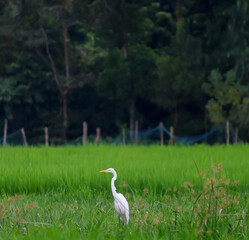 Obraz premium A beautiful bird great white heron