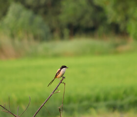 red billed hornbill