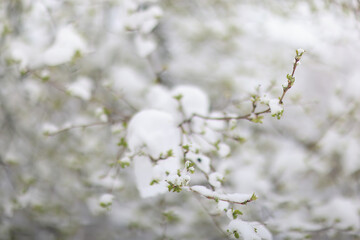 The last snowfall, a spring park, the first leaves and buds on the trees covered with snow, frosts...