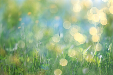 Fototapeta premium bokeh grass and flowers, summer nature background, blurred sun glare on fields of meadow flowers and fresh grass