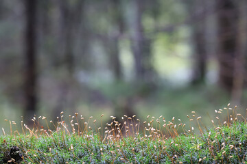 A close-up of moss in the forest, a small natural ecosystem in the photo