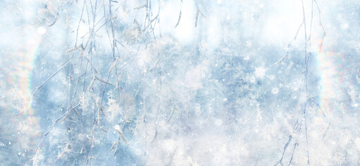 Fototapeta premium Winter park, abstract background, snow, blurred trees, festive backdrop
