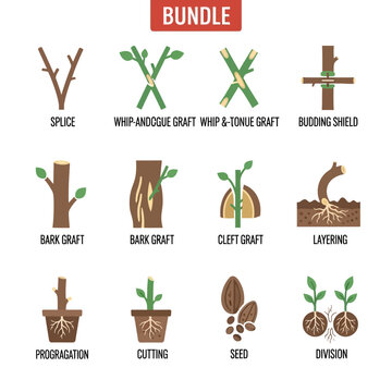 Plant propagation and grafting techniques vector icon set bundle.