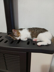 cat that is warm and sleeps on the stove